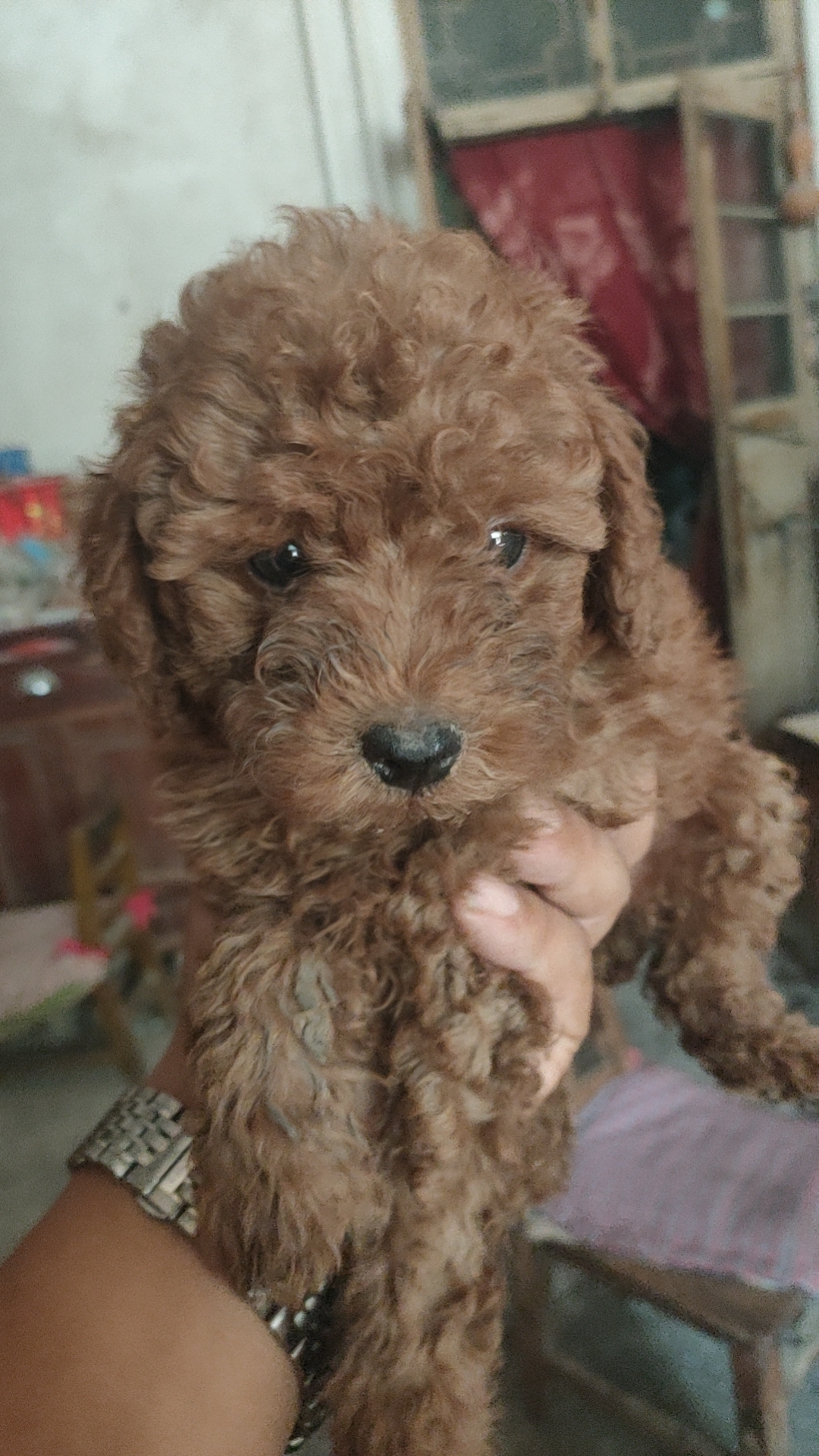 双血统犬，可办理身份证